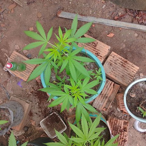 Lobisomem  growlog timeline photo
