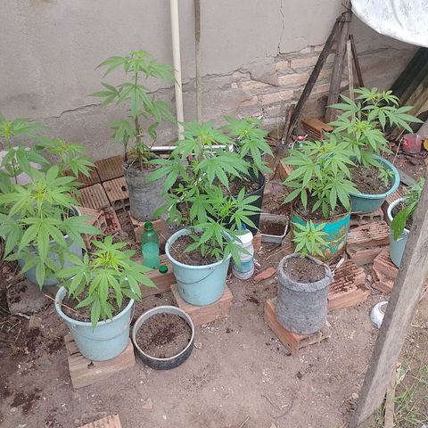 Lobisomem  growlog timeline photo