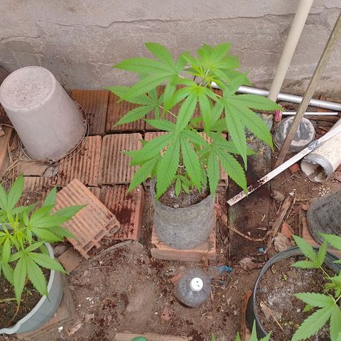 Lobisomem  growlog timeline photo