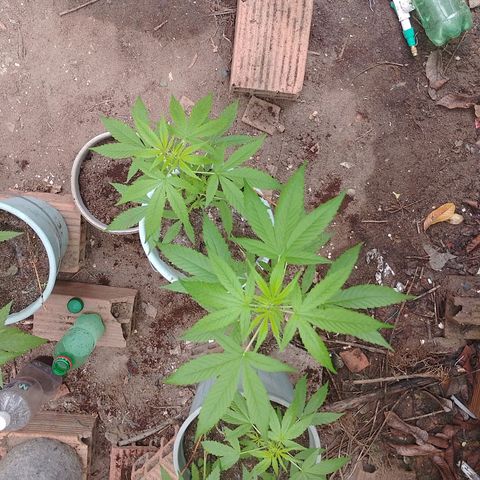 Lobisomem  growlog timeline photo