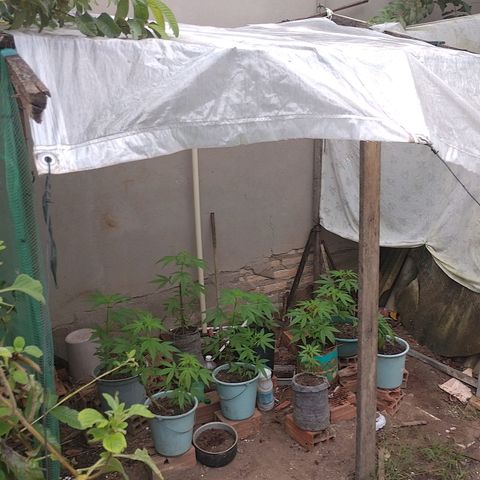 Lobisomem  growlog timeline photo