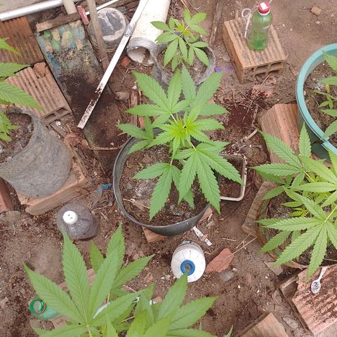 Lobisomem  growlog timeline photo
