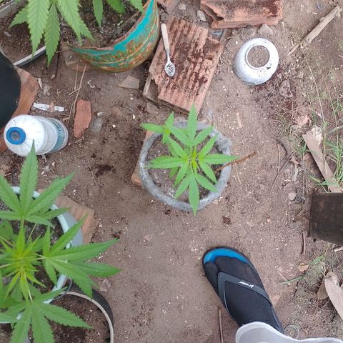 Lobisomem  growlog timeline photo