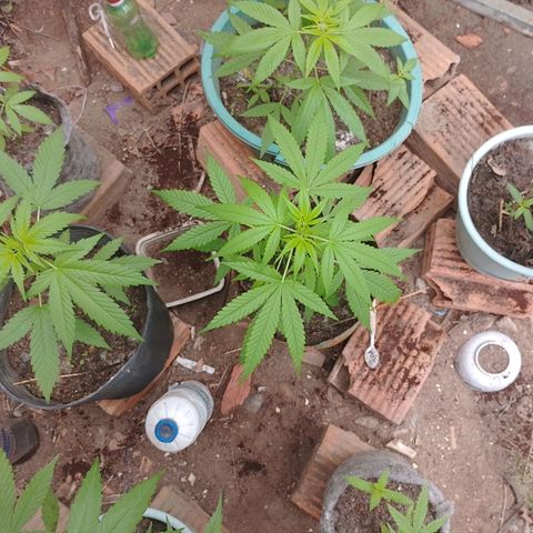 Lobisomem  growlog timeline photo