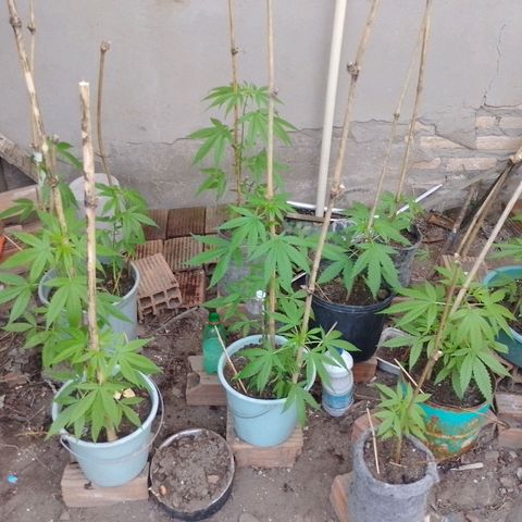 Lobisomem  growlog timeline photo