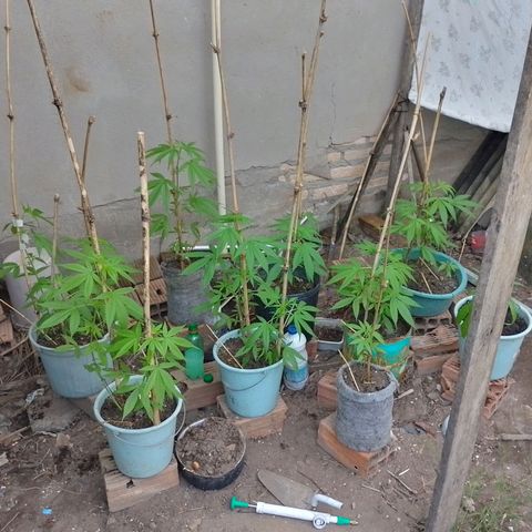 Lobisomem  growlog timeline photo