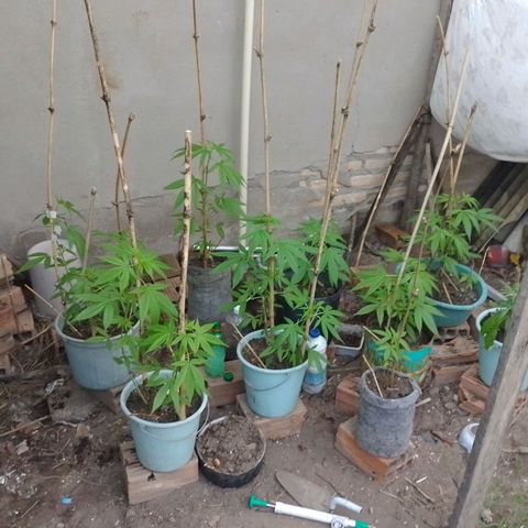 Lobisomem  growlog timeline photo
