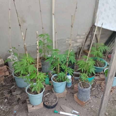 Lobisomem  growlog timeline photo