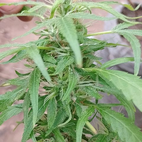 Genética desconhecida growlog timeline photo