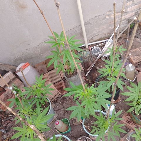 Lobisomem  growlog timeline photo