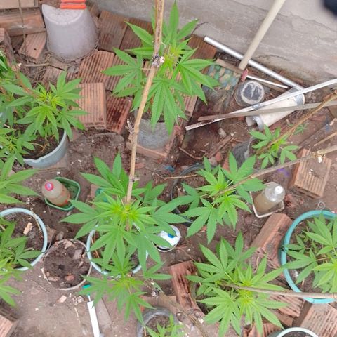 Lobisomem  growlog timeline photo