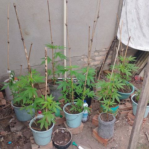 Lobisomem  growlog timeline photo