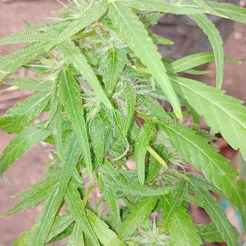 Genética desconhecida growlog timeline photo