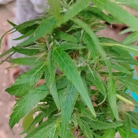 Genética desconhecida growlog timeline photo