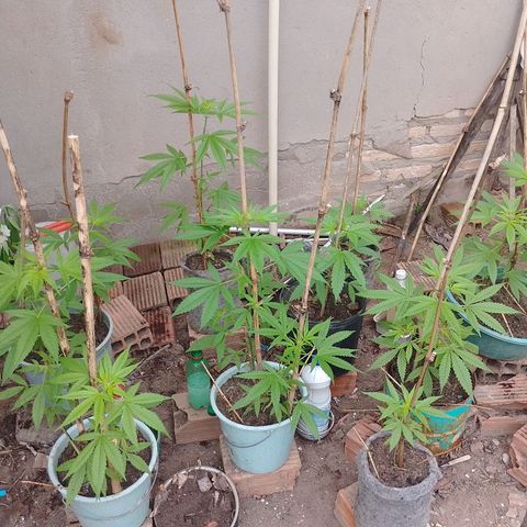 Lobisomem  growlog timeline photo