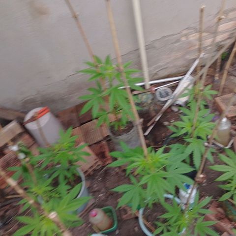 Lobisomem  growlog timeline photo