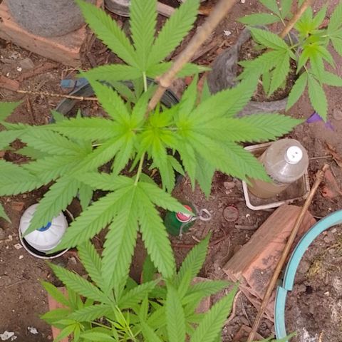 Lobisomem  growlog timeline photo