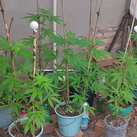 Lobisomem  growlog timeline photo