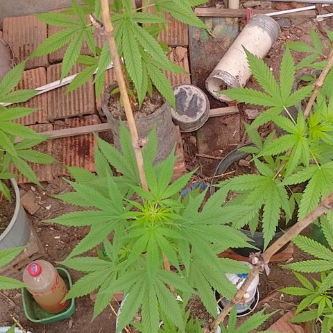 Lobisomem  growlog timeline photo