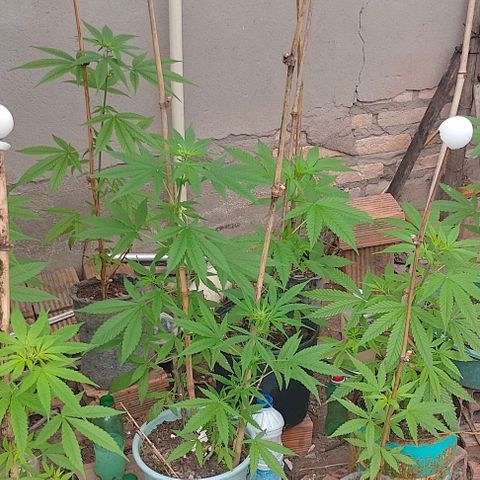 Lobisomem  growlog timeline photo