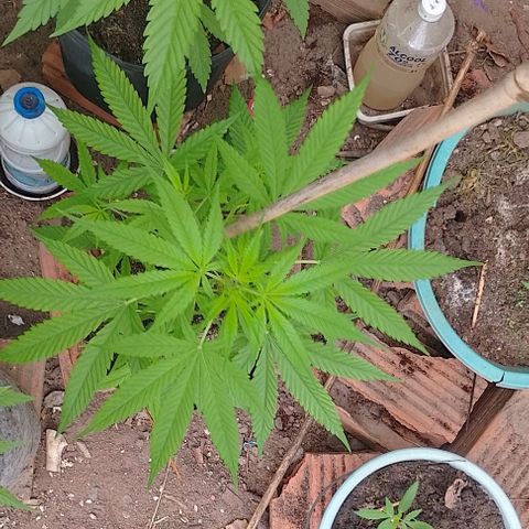 Lobisomem  growlog timeline photo