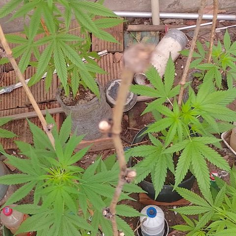 Lobisomem  growlog timeline photo