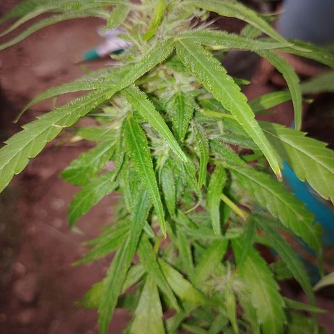 Genética desconhecida growlog timeline photo
