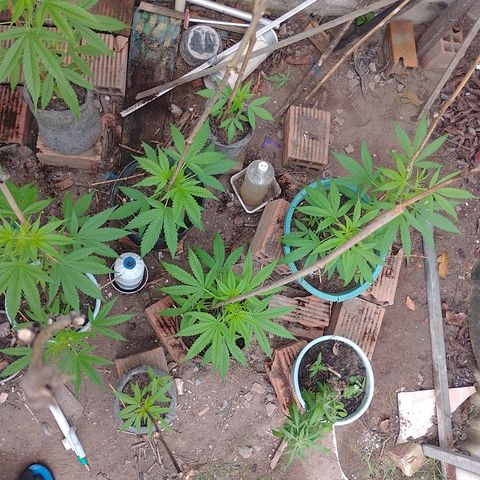 Lobisomem  growlog timeline photo