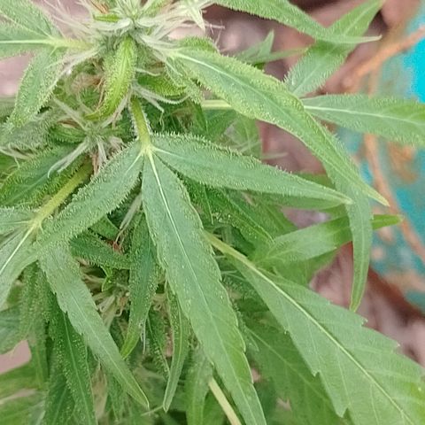 Genética desconhecida growlog timeline photo