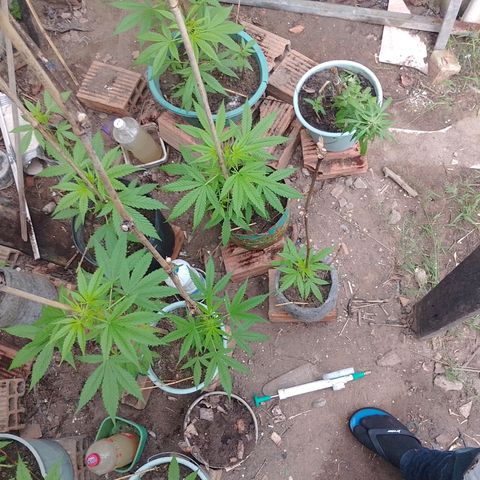 Lobisomem  growlog timeline photo