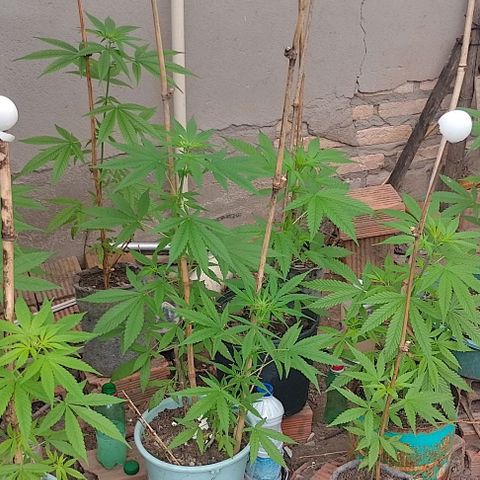 Lobisomem  growlog timeline photo