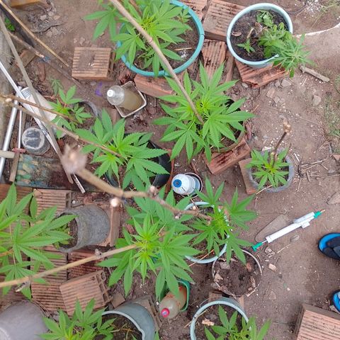 Lobisomem  growlog timeline photo