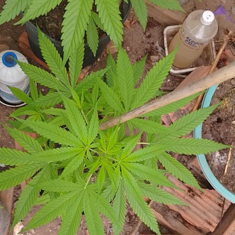Lobisomem  growlog timeline photo