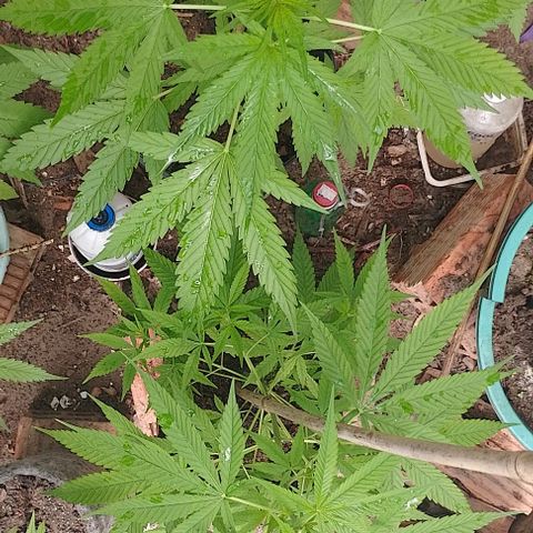 Lobisomem  growlog timeline photo
