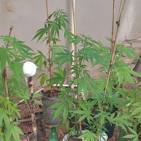 Lobisomem  growlog timeline photo
