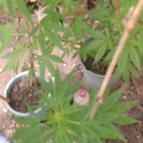 Lobisomem  growlog timeline photo