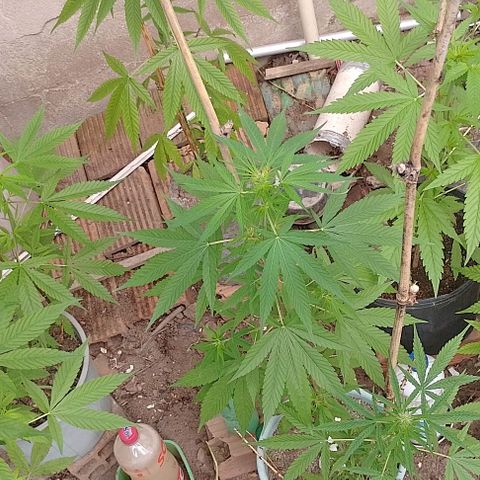 Lobisomem  growlog timeline photo