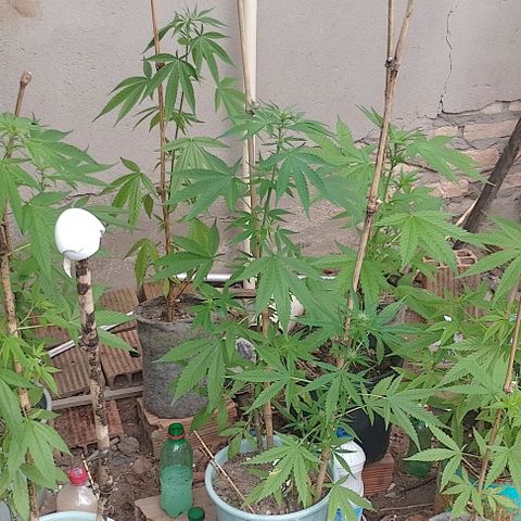 Lobisomem  growlog timeline photo