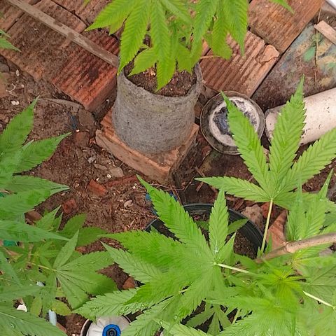 Lobisomem  growlog timeline photo