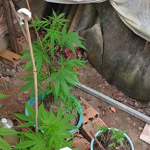 Lobisomem  growlog timeline photo