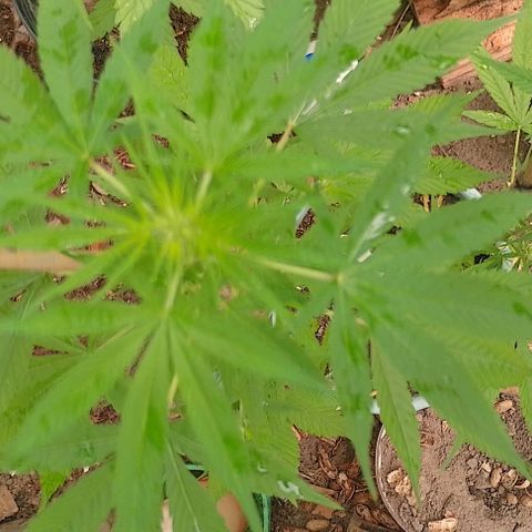 Lobisomem  growlog timeline photo