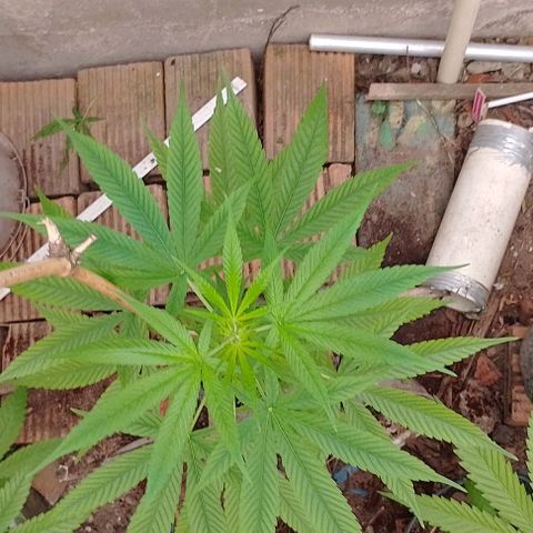 Lobisomem  growlog timeline photo