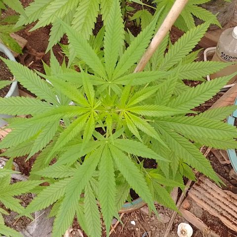 Lobisomem  growlog timeline photo