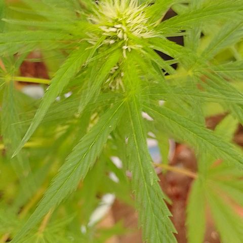 Lobisomem  growlog timeline photo