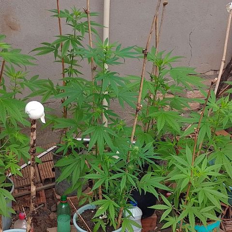 Lobisomem  growlog timeline photo