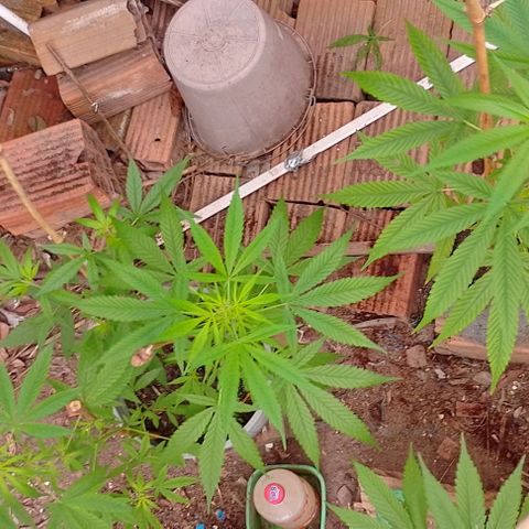 Lobisomem  growlog timeline photo