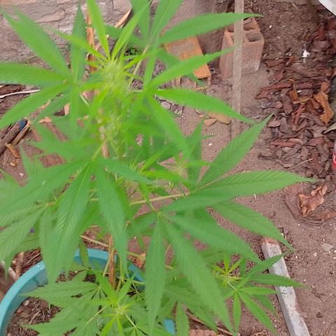 Lobisomem  growlog timeline photo
