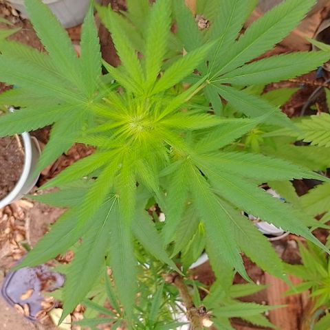 Lobisomem  growlog timeline photo