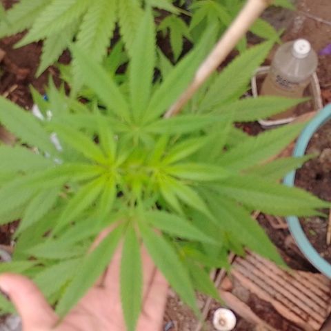 Lobisomem  growlog timeline photo
