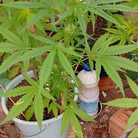 Lobisomem  growlog timeline photo